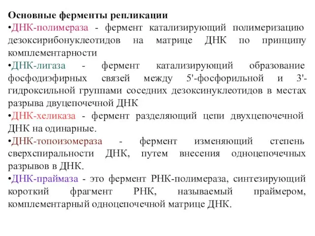 Основные ферменты репликации •ДНК-полимераза - фермент катализирующий полимеризацию дезоксирибонуклеотидов на матрице