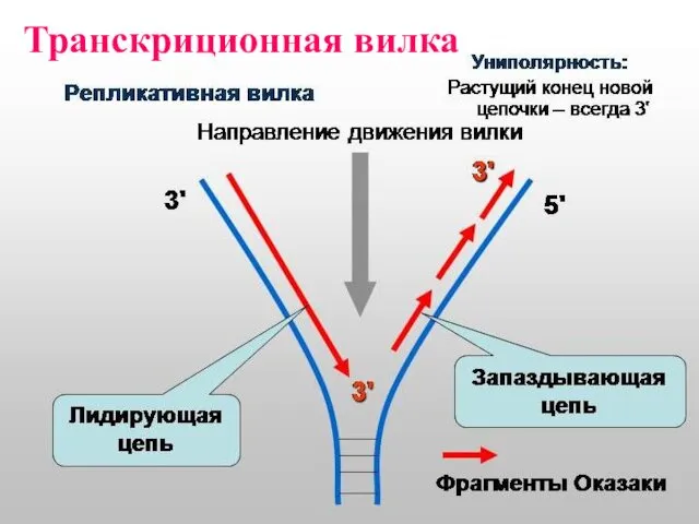 Транскриционная вилка