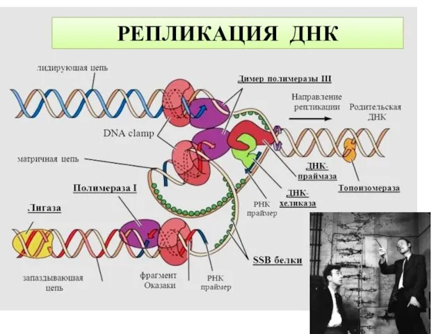 РЕПЛИКАЦИЯ ДНК