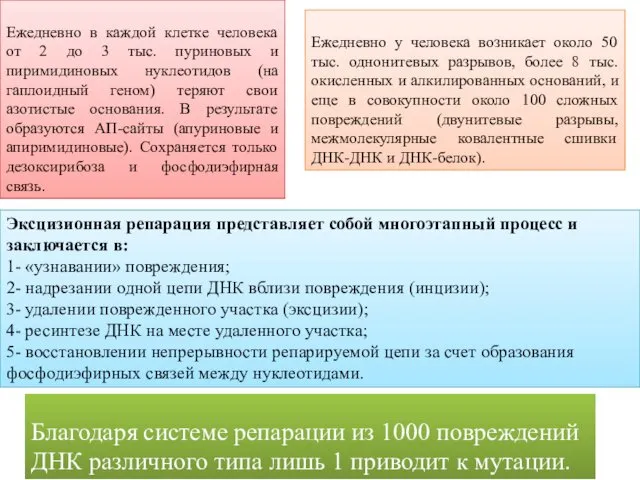 Ежедневно в каждой клетке человека от 2 до 3 тыс. пуриновых