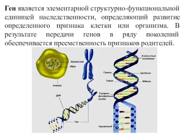 Ген является элементарной структурно-функциональной единицей наследственности, определяющий развитие определенного признака клетки