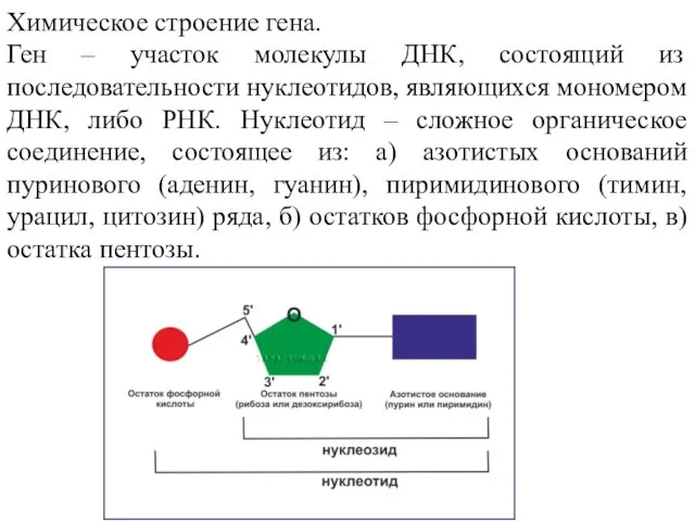 Химическое строение гена. Ген – участок молекулы ДНК, состоящий из последовательности