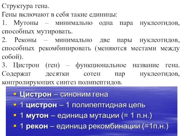 Структура гена. Гены включают в себя такие единицы: 1. Мутоны –