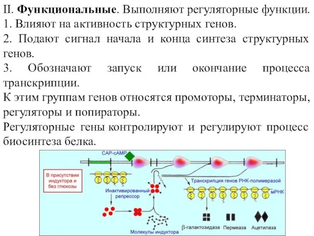 II. Функциональные. Выполняют регуляторные функции. 1. Влияют на активность структурных генов.