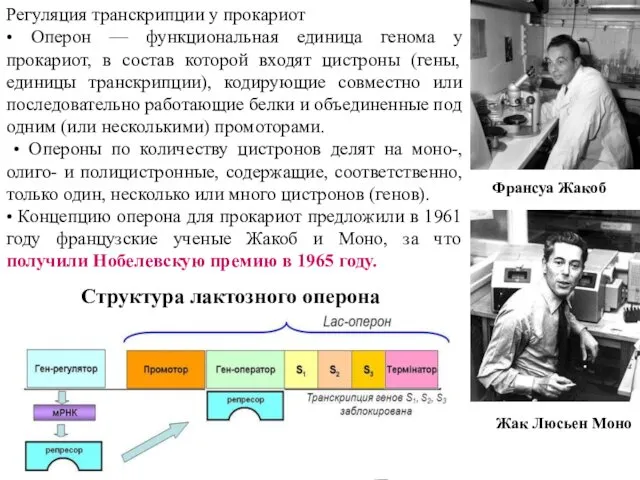 Регуляция транскрипции у прокариот • Оперон — функциональная единица генома у