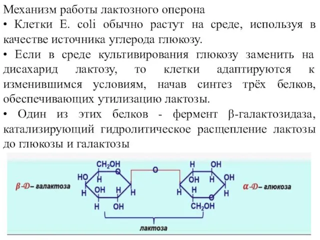 Механизм работы лактозного оперона • Клетки Е. coli обычно растут на