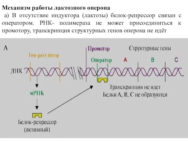 Механизм работы лактозного оперона a) В отсутствие индуктора (лактозы) белок-репрессор связан