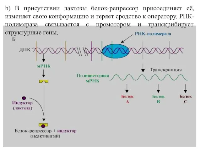 b) В присутствии лактозы белок-репрессор присоединяет её, изменяет свою конформацию и