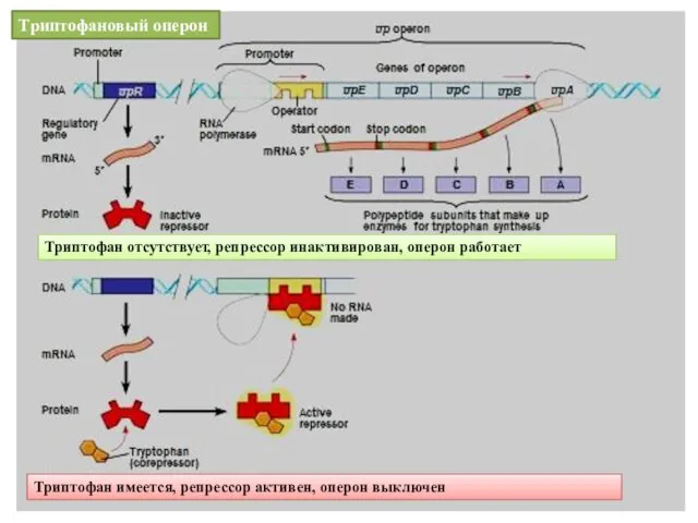 Триптофановый оперон Триптофан отсутствует, репрессор инактивирован, оперон работает Триптофан имеется, репрессор активен, оперон выключен