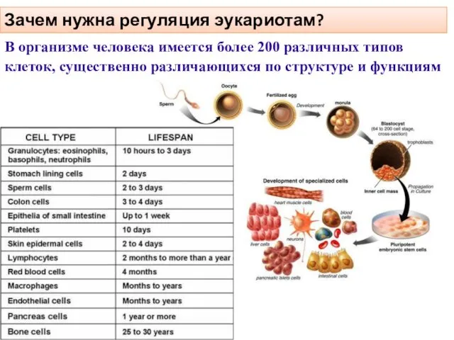 Зачем нужна регуляция эукариотам? В организме человека имеется более 200 различных