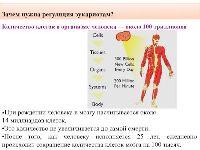 Зачем нужна регуляция эукариотам? Количество клеток в организме человека — около