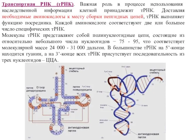 Транспортная РНК (тРНК). Важная роль в процессе использования наследственной информации клеткой