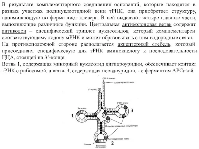 В результате комплементарного соединения оснований, которые находятся в разных участках полинуклеотидной