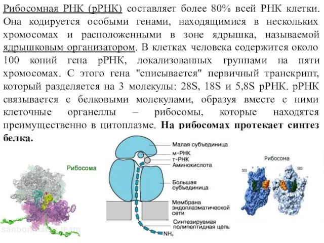 Рибосомная РНК (рРНК) составляет более 80% всей РНК клетки. Она кодируется