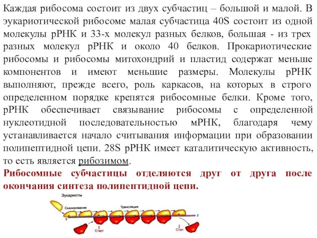 Каждая рибосома состоит из двух субчастиц – большой и малой. В