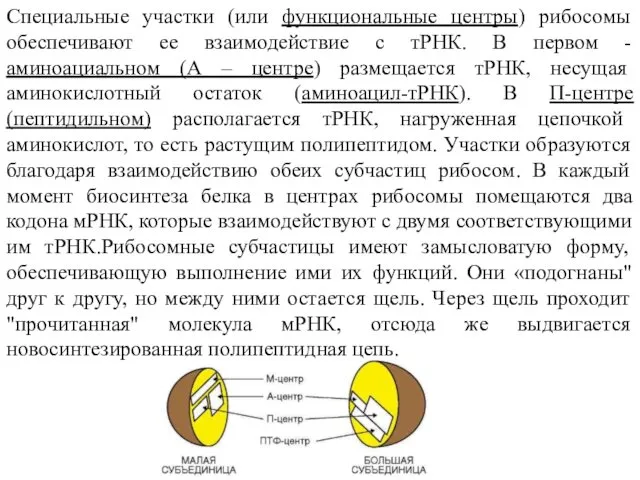 Специальные участки (или функциональные центры) рибосомы обеспечивают ее взаимодействие с тРНК.