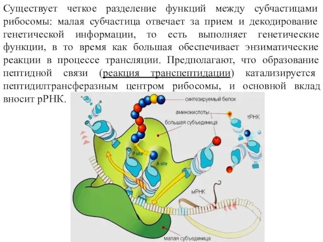 Существует четкое разделение функций между субчастицами рибосомы: малая субчастица отвечает за