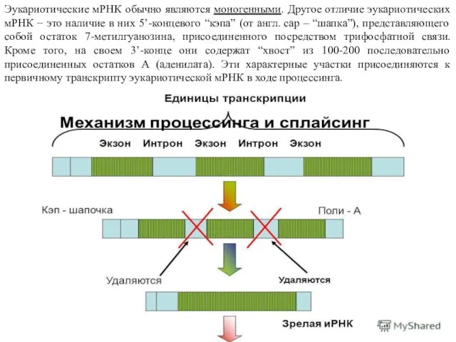 Эукариотические мРНК обычно являются моногенными. Другое отличие эукариотических мРНК − это