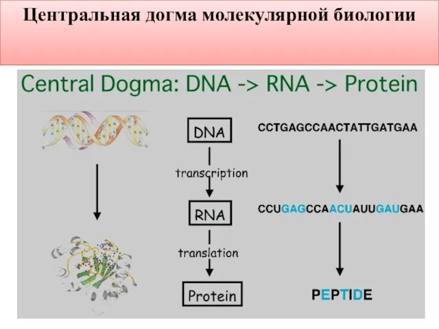 Центральная догма молекулярной биологии