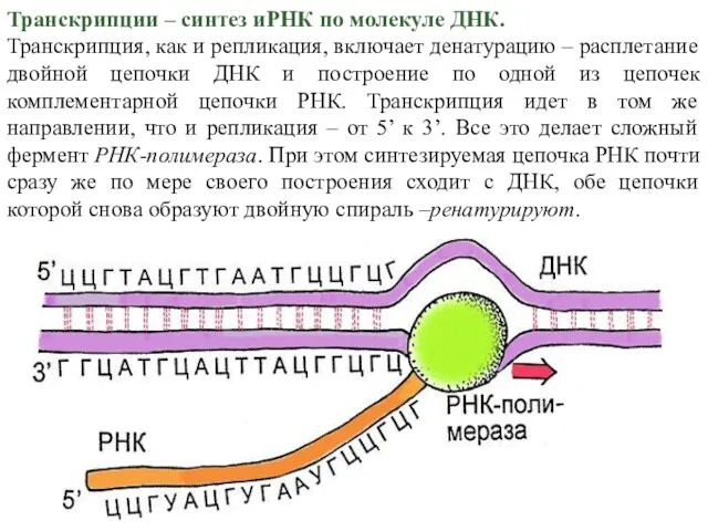 Транскрипции – синтез иРНК по молекуле ДНК. Транскрипция, как и репликация,