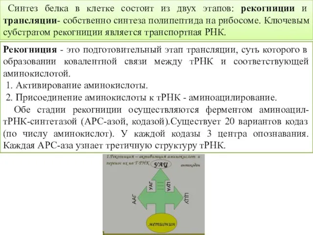 Синтез белка в клетке состоит из двух этапов: рекогниции и трансляции-