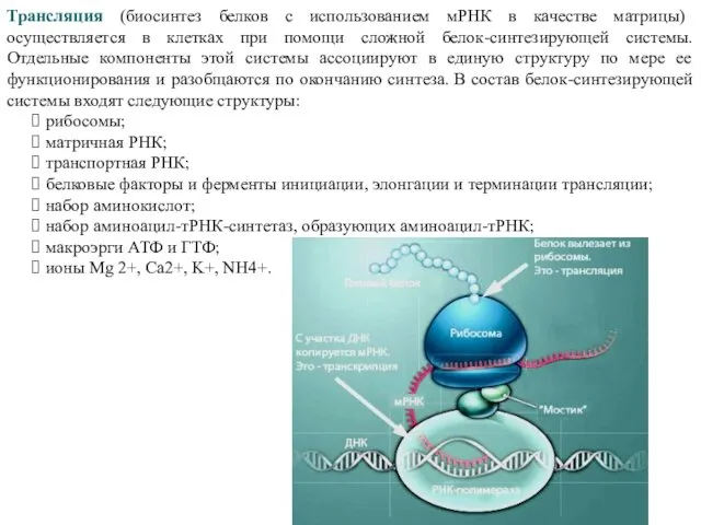 Трансляция (биосинтез белков с использованием мРНК в качестве матрицы) осуществляется в