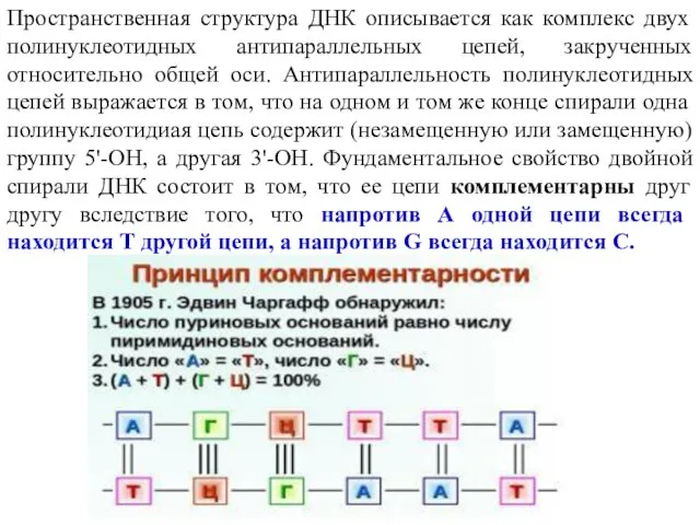 Пространственная структура ДНК описывается как комплекс двух полинуклеотидных антипараллельных цепей, закрученных