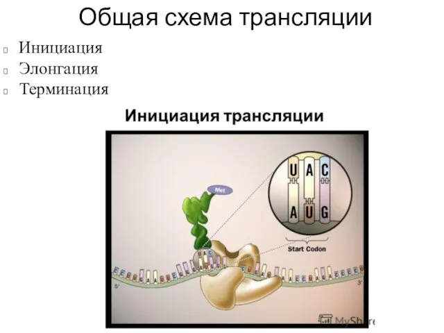 Общая схема трансляции Инициация Элонгация Терминация