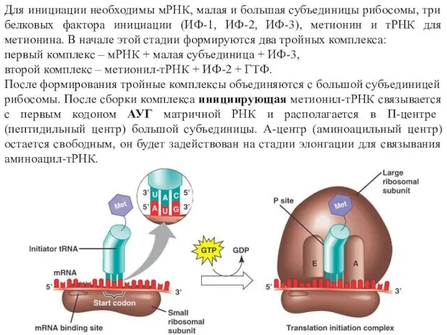 Для инициации необходимы мРНК, малая и большая субъединицы рибосомы, три белковых