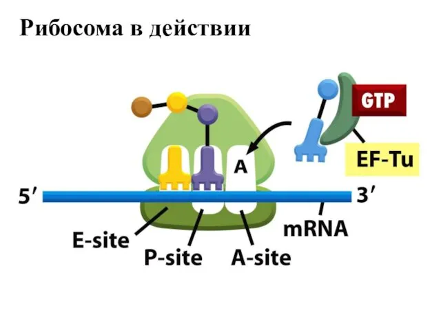Рибосома в действии