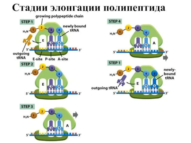 Стадии элонгации полипептида Стадии элонгации полипептида