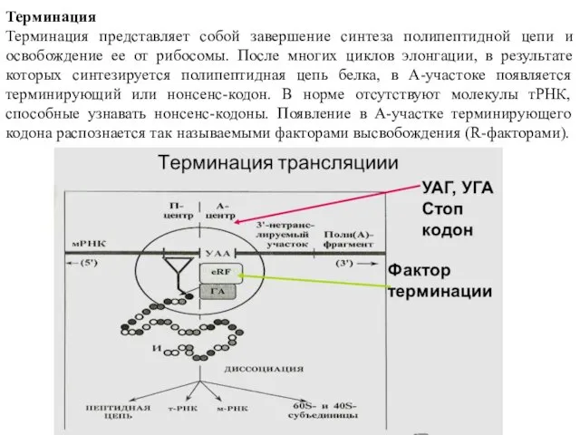 Терминация Терминация представляет собой завершение синтеза полипептидной цепи и освобождение ее