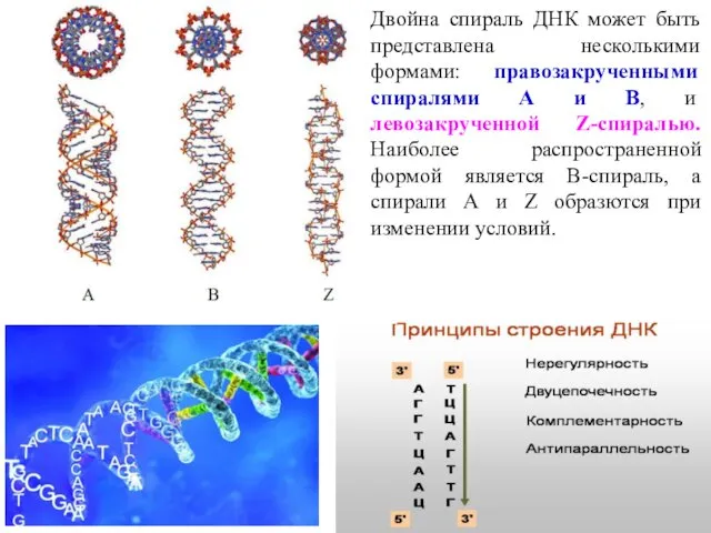 Двойна спираль ДНК может быть представлена несколькими формами: правозакрученными спиралями А