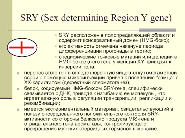 SRY (Sex determining Region Y gene) SRY расположен в полопределяющей области