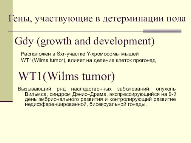Гены, участвующие в детерминации пола Расположен в Sxr-участке Y-хромосомы мышей WT1(Wilms
