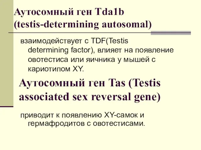 Аутосомный ген Tda1b (testis-determining autosomal) взаимодействует с TDF(Testis determining factor), влияет