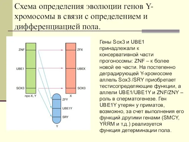 Схема определения эволюции генов Y- хромосомы в связи с определением и