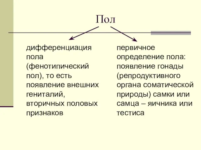 Пол первичное определение пола: появление гонады (репродуктивного органа соматической природы) самки