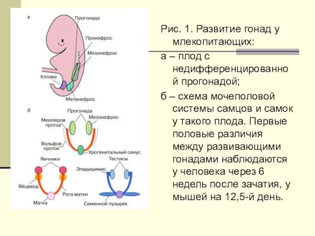 Рис. 1. Развитие гонад у млекопитающих: а – плод с недифференцированной