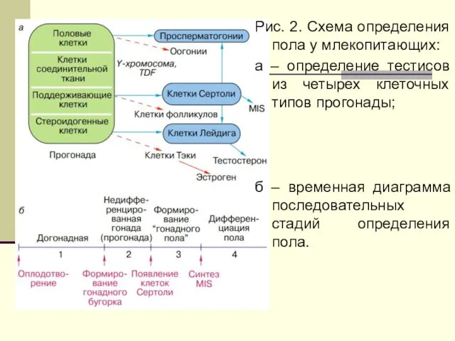 Рис. 2. Схема определения пола у млекопитающих: а – определение тестисов