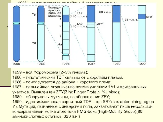 1959 – вся Y-хромосома (2–3% генома); 1966 – гипотетический TDF связывают