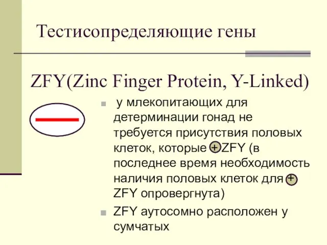 Тестисопределяющие гены ZFY(Zinc Finger Protein, Y-Linked) у млекопитающих для детерминации гонад