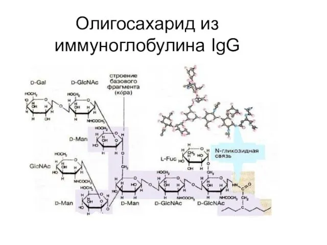 Олигосахарид из иммуноглобулина IgG