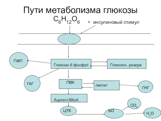 Пути метаболизма глюкозы С6Н12О6 + инсулиновый стимул Глюкозо 6 фосфат ПВК