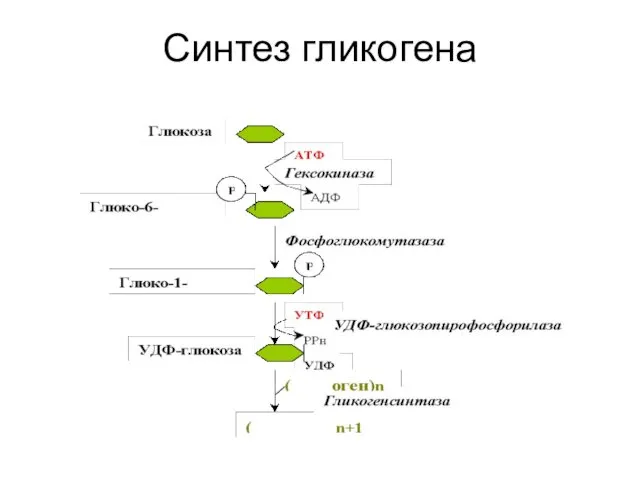 Синтез гликогена