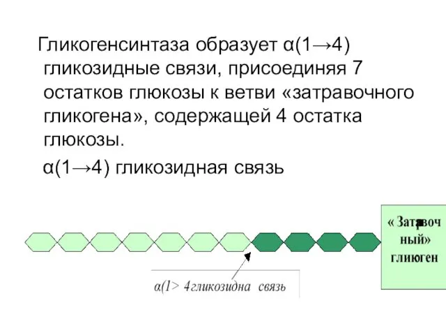 Гликогенсинтаза образует α(1→4) гликозидные связи, присоединяя 7 остатков глюкозы к ветви