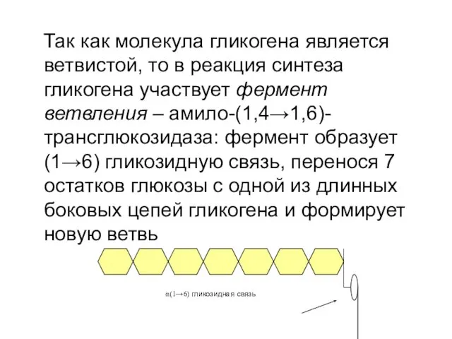 Так как молекула гликогена является ветвистой, то в реакция синтеза гликогена