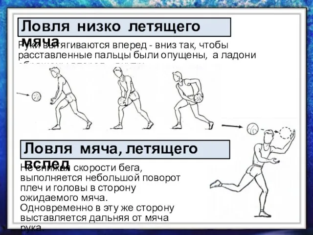 Руки вытягиваются вперед - вниз так, чтобы расставленные пальцы были опущены,