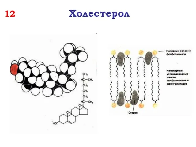 12 Холестерол