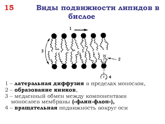 15 Виды подвижности липидов в бислое 1 – латеральная диффузия в